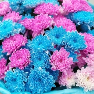 Огромный букет хризантем 4