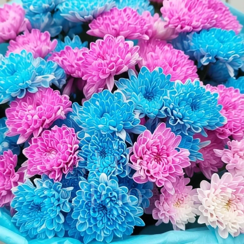 Огромный букет хризантем