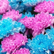 Огромный букет хризантем 2