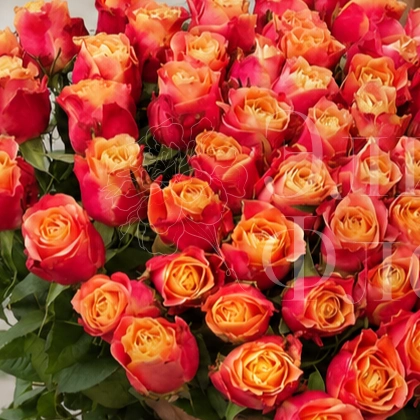 51 роза Атомик